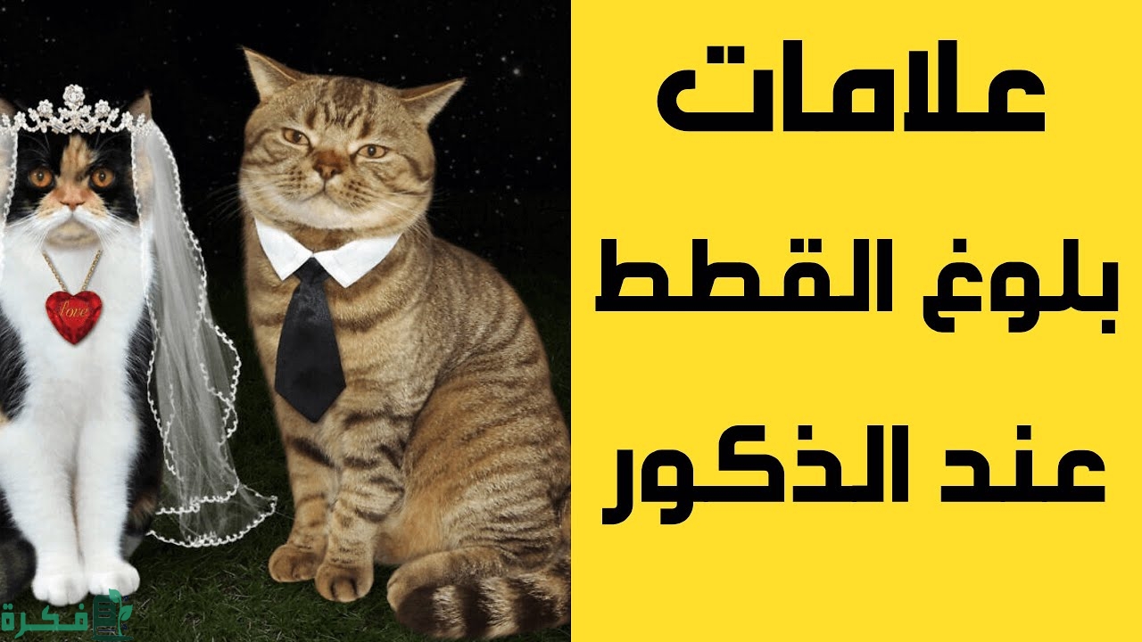 علامات التزاوج عند القطط الذكور 4 علامات التزاوج عند القطط الذكور