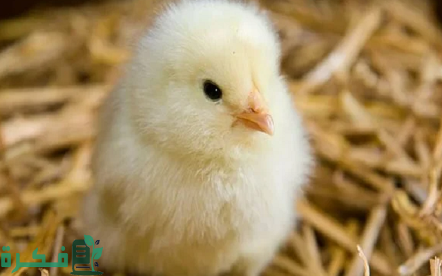 أسعار الكتكوت الأبيض اليوم جميع الشركات