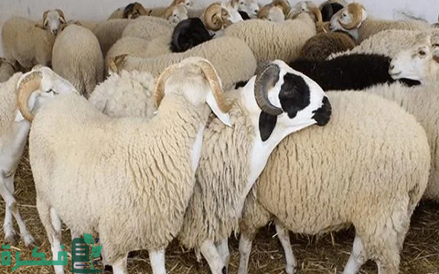 سعر الخروف البرقي اليوم 2026 4 سعر الخروف البرقي اليوم