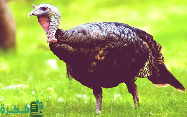 سعر كيلو الديك الرومي اليوم