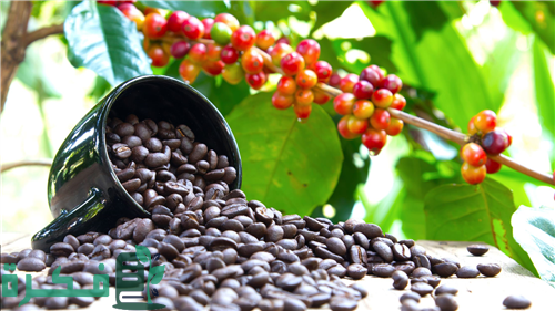 الزراعة : زراعة البن في مصر لا تزال في إطار التجارب البحثية