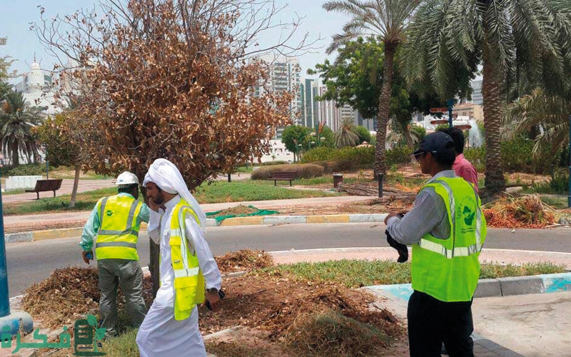 بلدية أبوظبي تواصل جهودها في معالجة آثار العاصفة والأمطار التي شهدتها البلاد