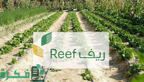 "ريف السعودية": ارتفاع مراكز الخدمات التسويقية للمنتجات الزراعية يُسهم في نمو قطاع الفاكهة