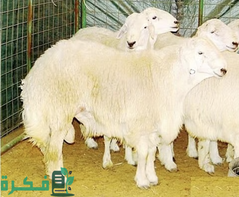 نجران.. أسعار الأضاحي تتجاوز 2800 ريال والعمالة السائبة تسيطر على السوق