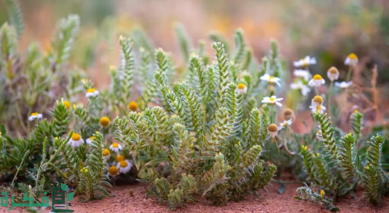 زراعة نحو 6 ملايين شجرة وشجيرة في 120 فيضة وروضة في السعودية 4 "الغطاء النباتي": زراعة نحو 6 ملايين شجرة وشجيرة في 120 فيضة وروضة بالمملكة