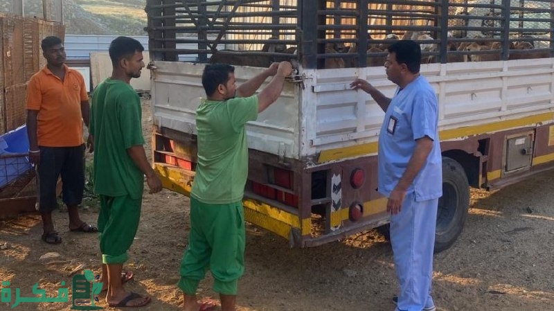 أمانة جدة بالمرصاد لـ 1.243 ذبيحة فاسدة في 5 نقاط تفتيش
