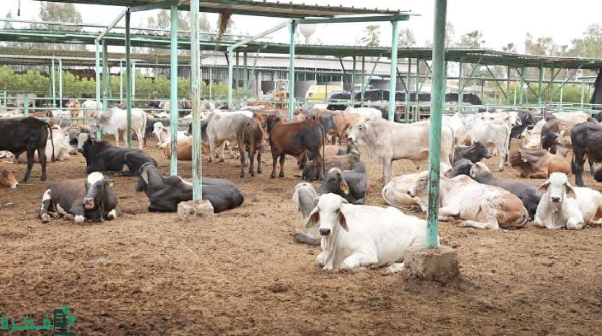 سعر صك الأضحية في الحج