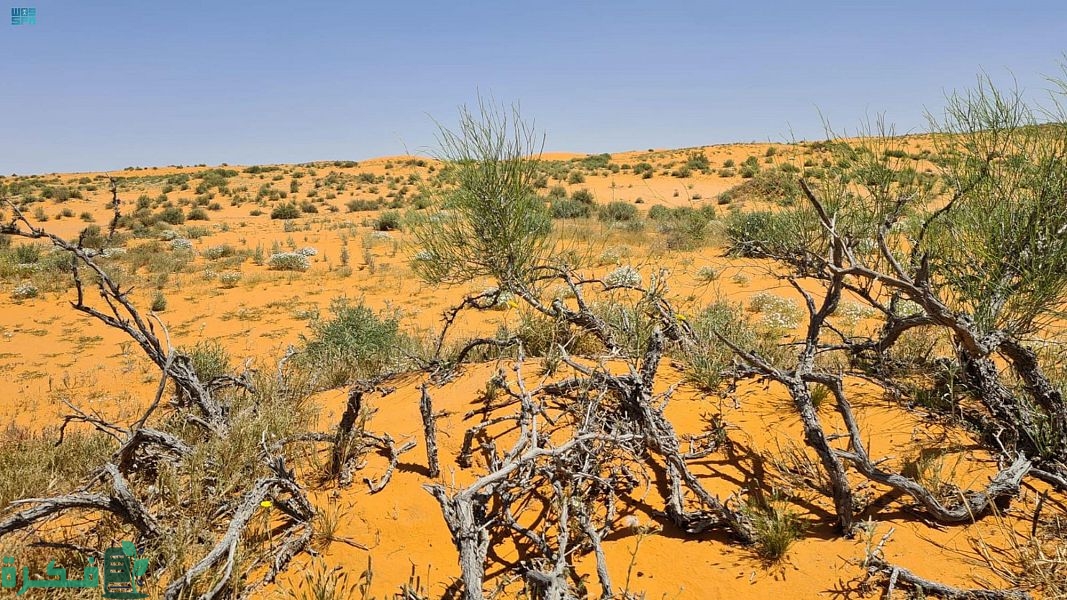 محمية الإمام تركي تعيد الغطاء النباتي وتوطّن الحيوانات والطيور والزواحف