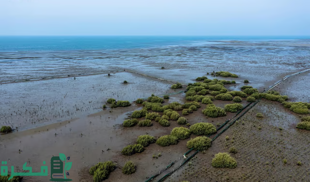 "الغطاء النباتي" يعزّز ازدهار غابات المانجروف على سواحل المملكة بزراعة 13 مليون شتلة