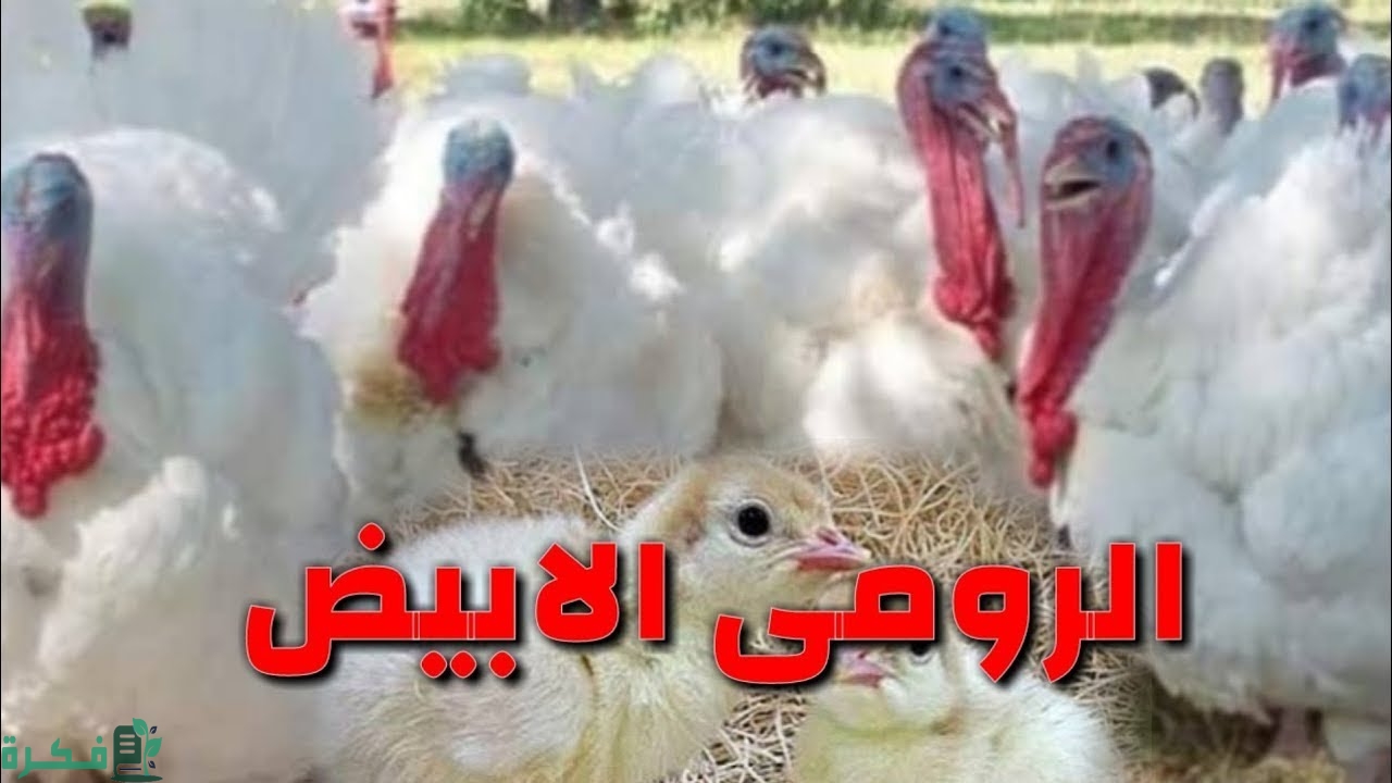 جدول أوزان الرومي الأبيض