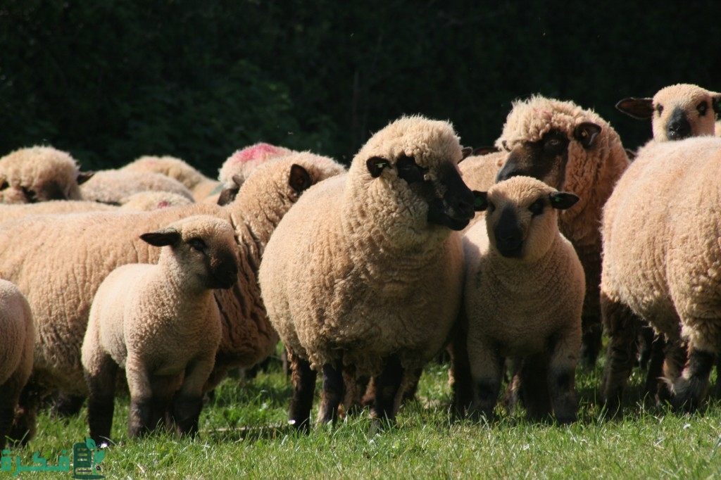 كم مبلغ إعانة مربي المواشي الأغنام