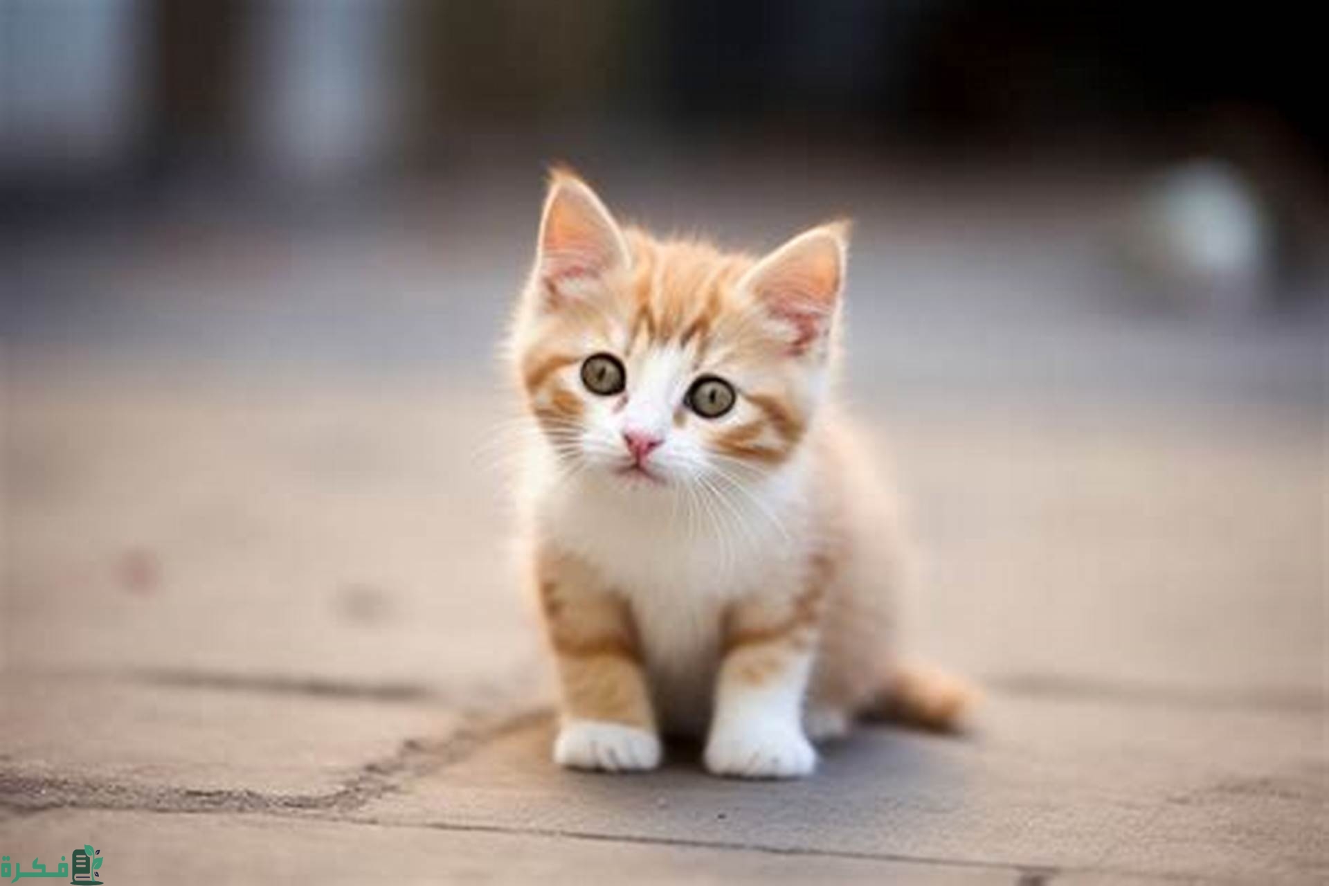 ما هو حكم بيع القطط ابن عثيمين