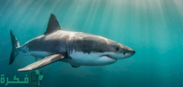 "المركز الوطني للحياة الفطرية" يرصد سمك القرش الحريري والحوت القاتل وهو ما أثار القلق 5 “المركز الوطني للحياة الفطرية”يعلن رصد سمك القرش الحريري والحوت القاتل وهو ما أثار القلق