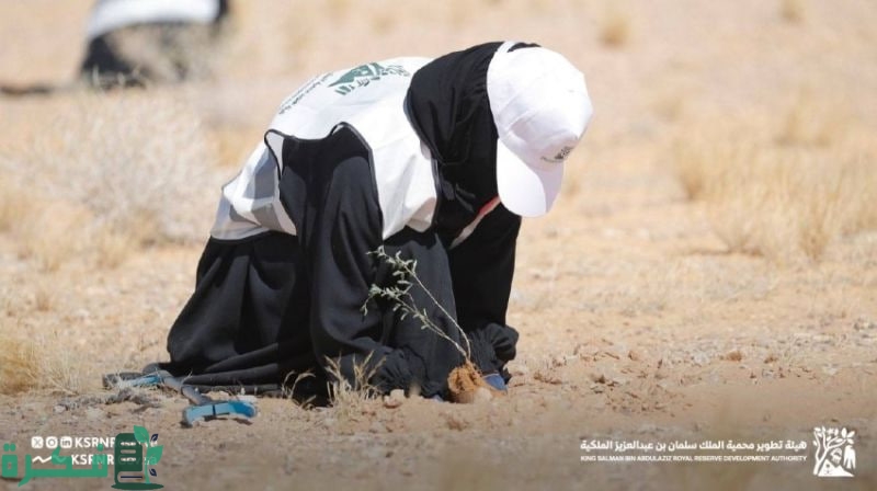 هيئة تطوير محمية الملك سلمان تزرع 5000 شجرة في مسيج أبو عجرم