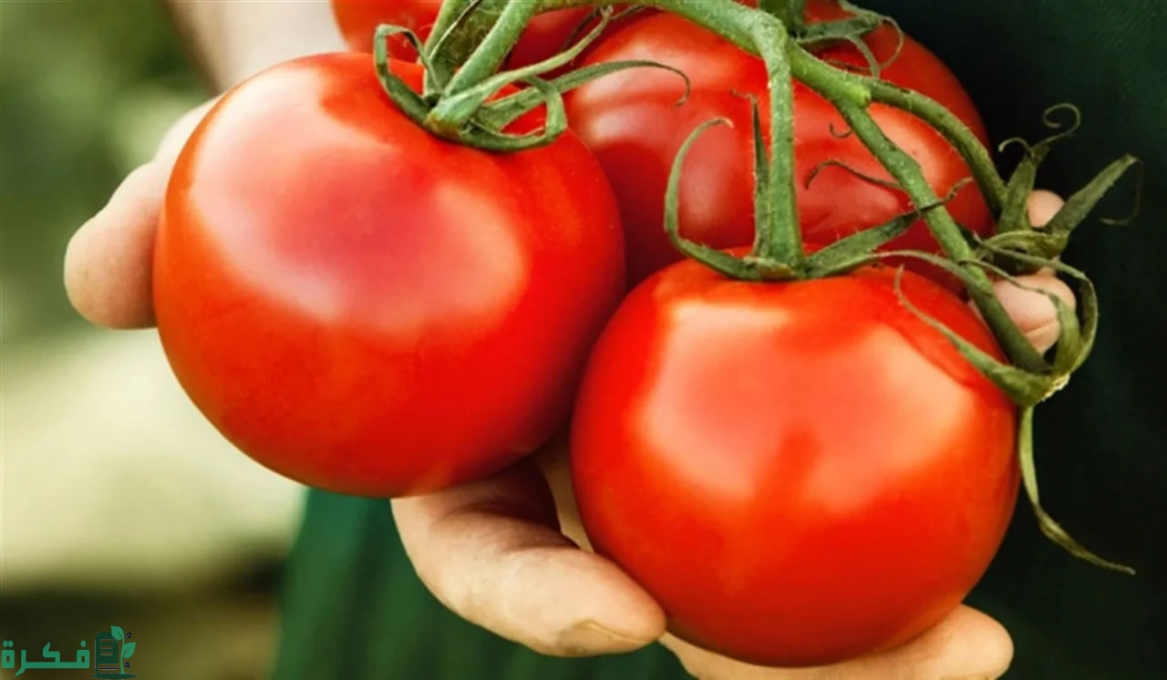 سعر الطماطم اليوم في مصر