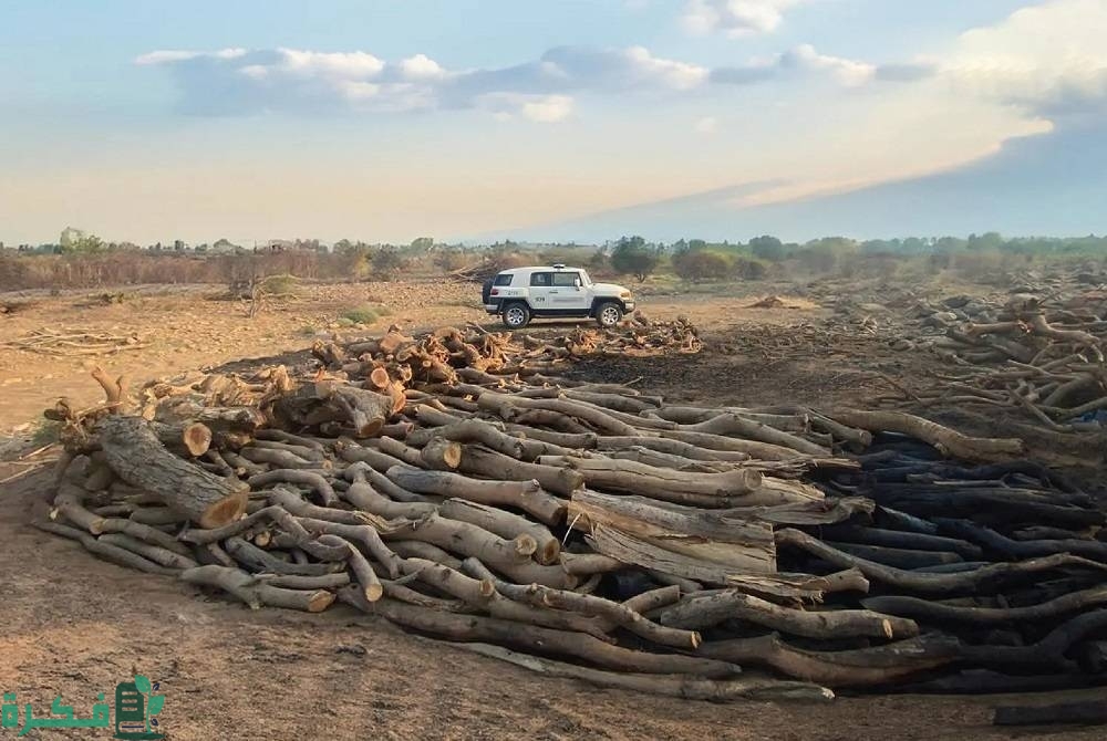 مخالفات الحطب والفحم المحلي