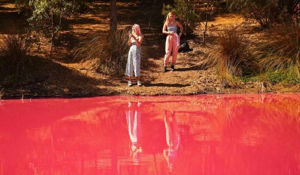 مدّ أحمر غير مسبوق يهدد الحياة البحرية في أستراليا ويقتل آلاف الكائنات البحرية