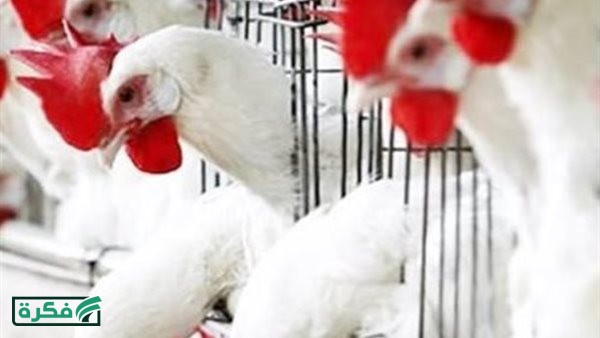أسعار الفراخ البيضاء اليوم الجمعة 27 مارس في بورصة الدواجن