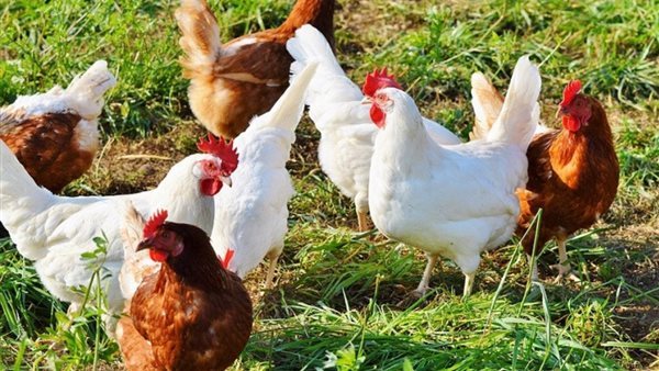 أسعار الفراخ البيضاء اليوم الخميس 26 مارس في بورصة الدواجن