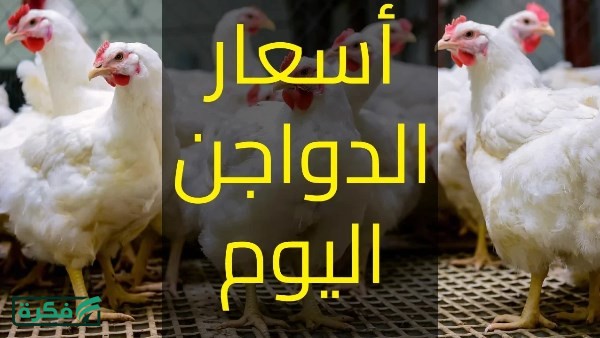 الكيلو أقل من 100جنيه.. أسعار الدواجن اليوم الاثنين