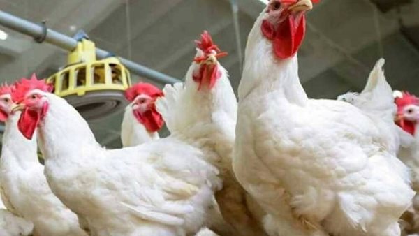 بورصة الدواجن اليوم.. أسعار الفراخ البيضاء تتراجع وارتفاع البلدي