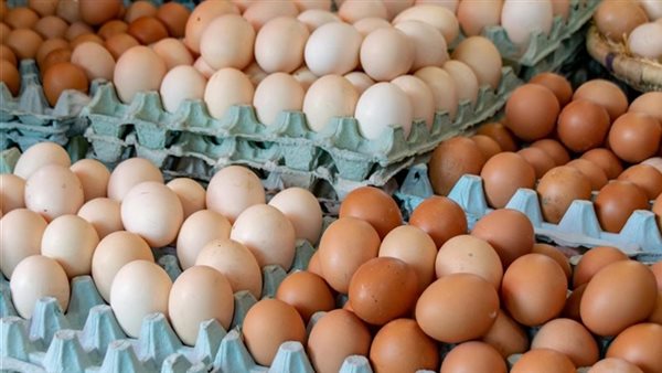 تحرك جديد في أسعار البيض الأبيض والأحمر والبلدي.. بكام كرتونة البيض اليوم؟