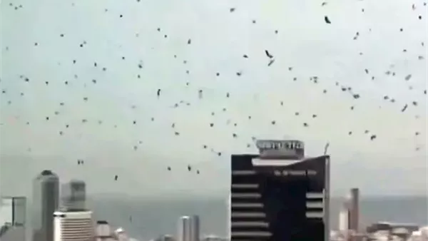 «نذير شؤم ونبوءة إشعياء».. آلاف الغربان تحلق فوق تل أبيب