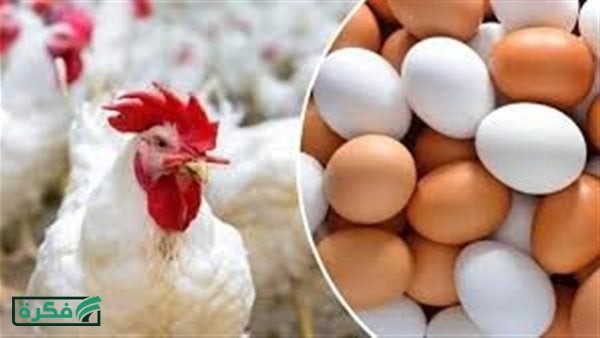 أسعار الفراخ اليوم الخميس في بورصة الدواجن والأسواق