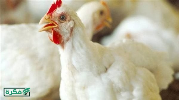 أسعار الفراخ في مصر اليوم.. نشرة الدواجن من المزارع والأسواق