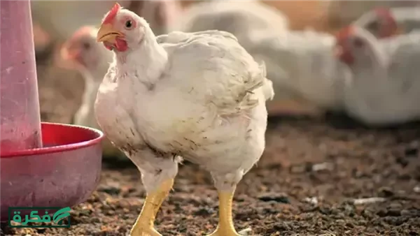 سعر الفراخ البيضاء اليوم في الأسواق والمزارع الأربعاء 22 أبريل 2026